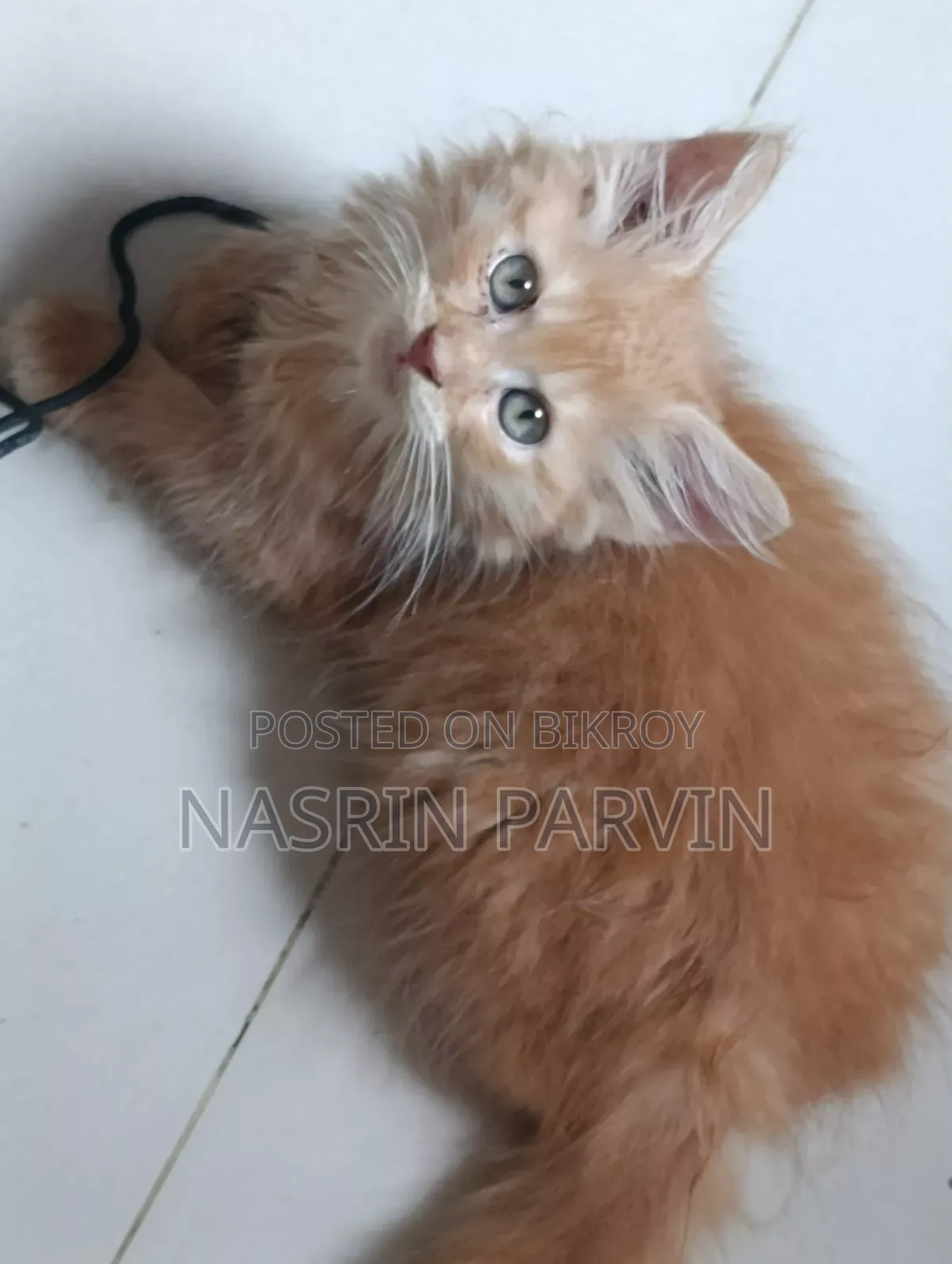 1-3 Months Female Mixed Breed Maine Coon