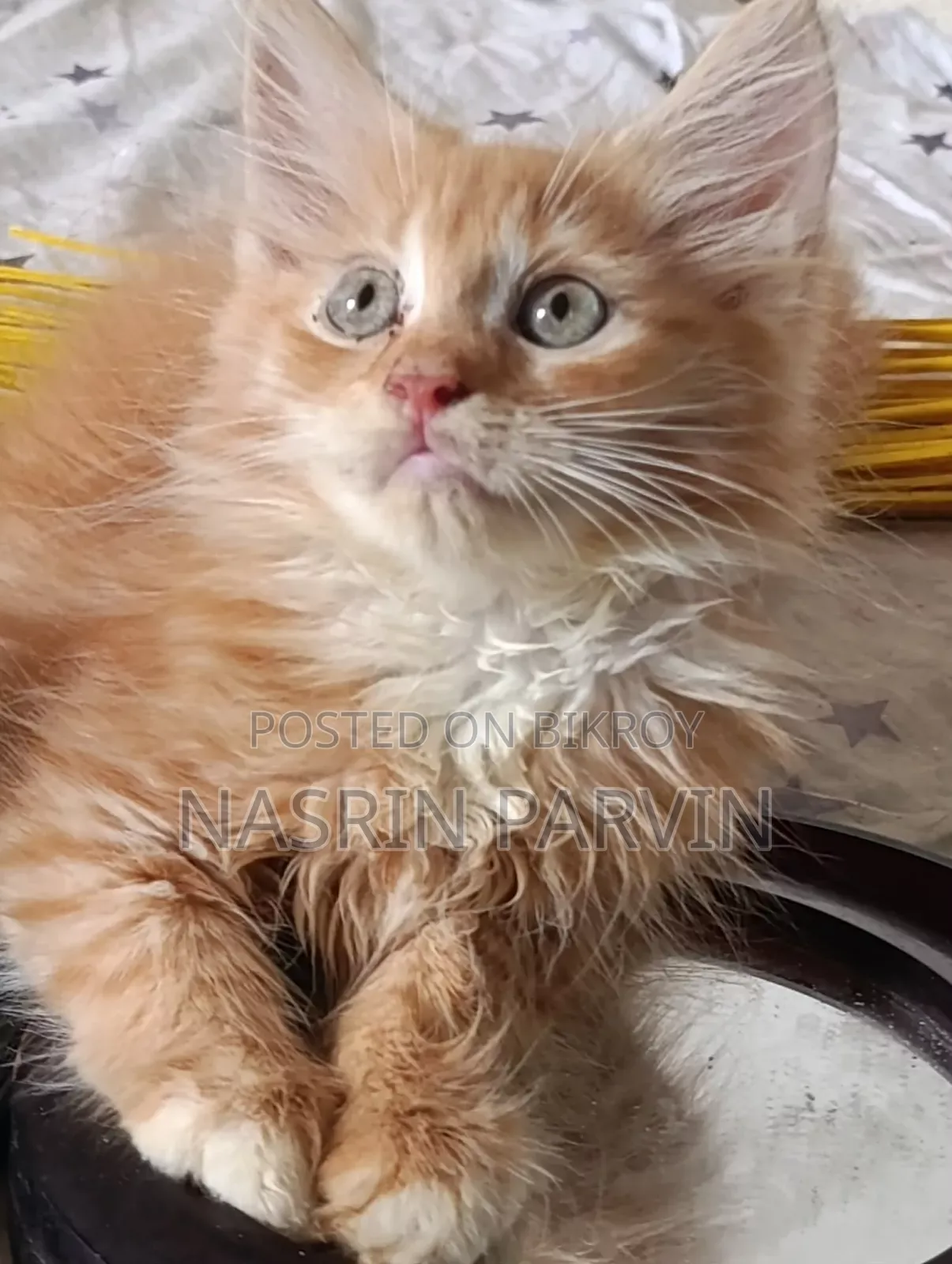 1-3 Months Female Mixed Breed Maine Coon