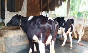 Cow No. 1374, 3 high-yield cows for sale.