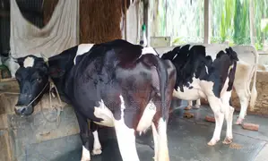 Cow No. 1374, 3 high-yield cows for sale.