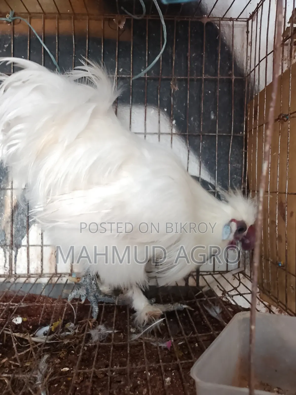 সিল্কি রানিং জোড়া