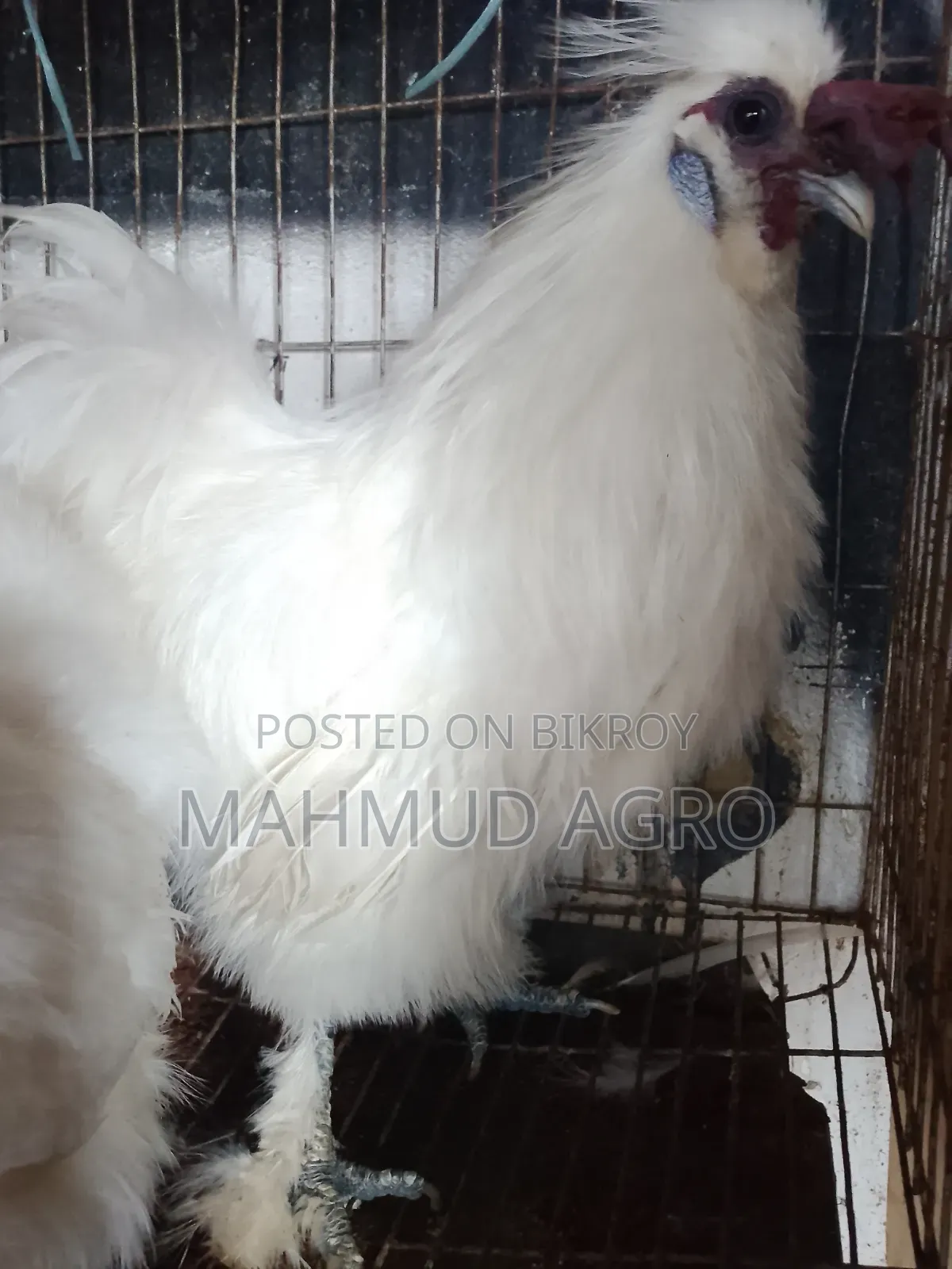 সিল্কি রানিং জোড়া