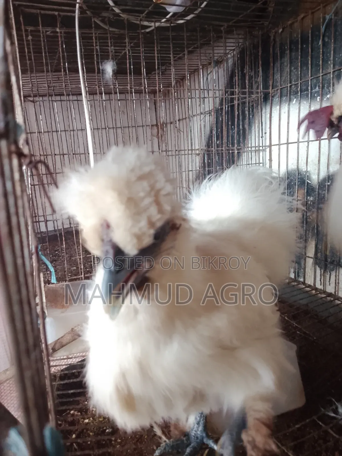 সিল্কি রানিং জোড়া
