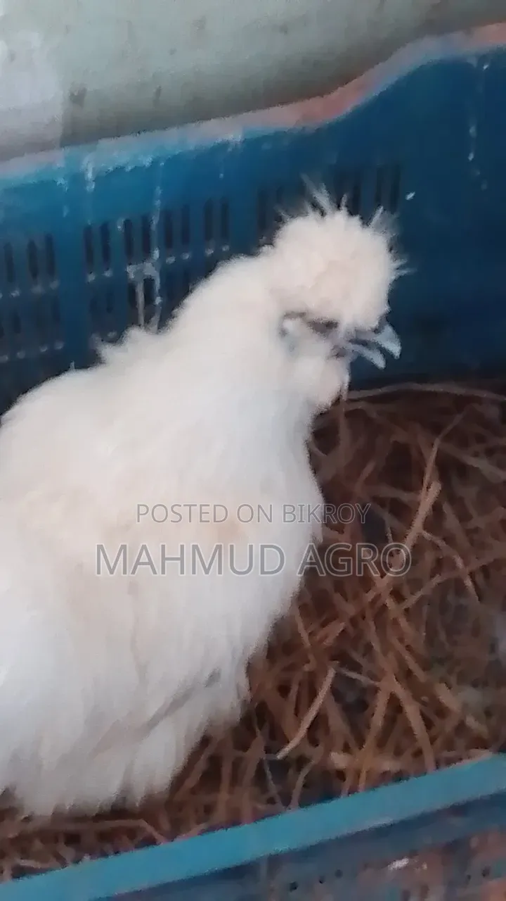 সিল্কি রানিং জোড়া