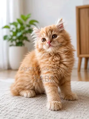 1-3 Months Female Purebred Persian
