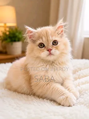 1-3 Months Female Purebred Persian