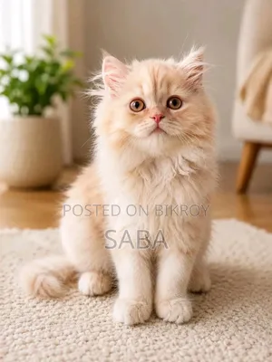1-3 Months Female Purebred Persian