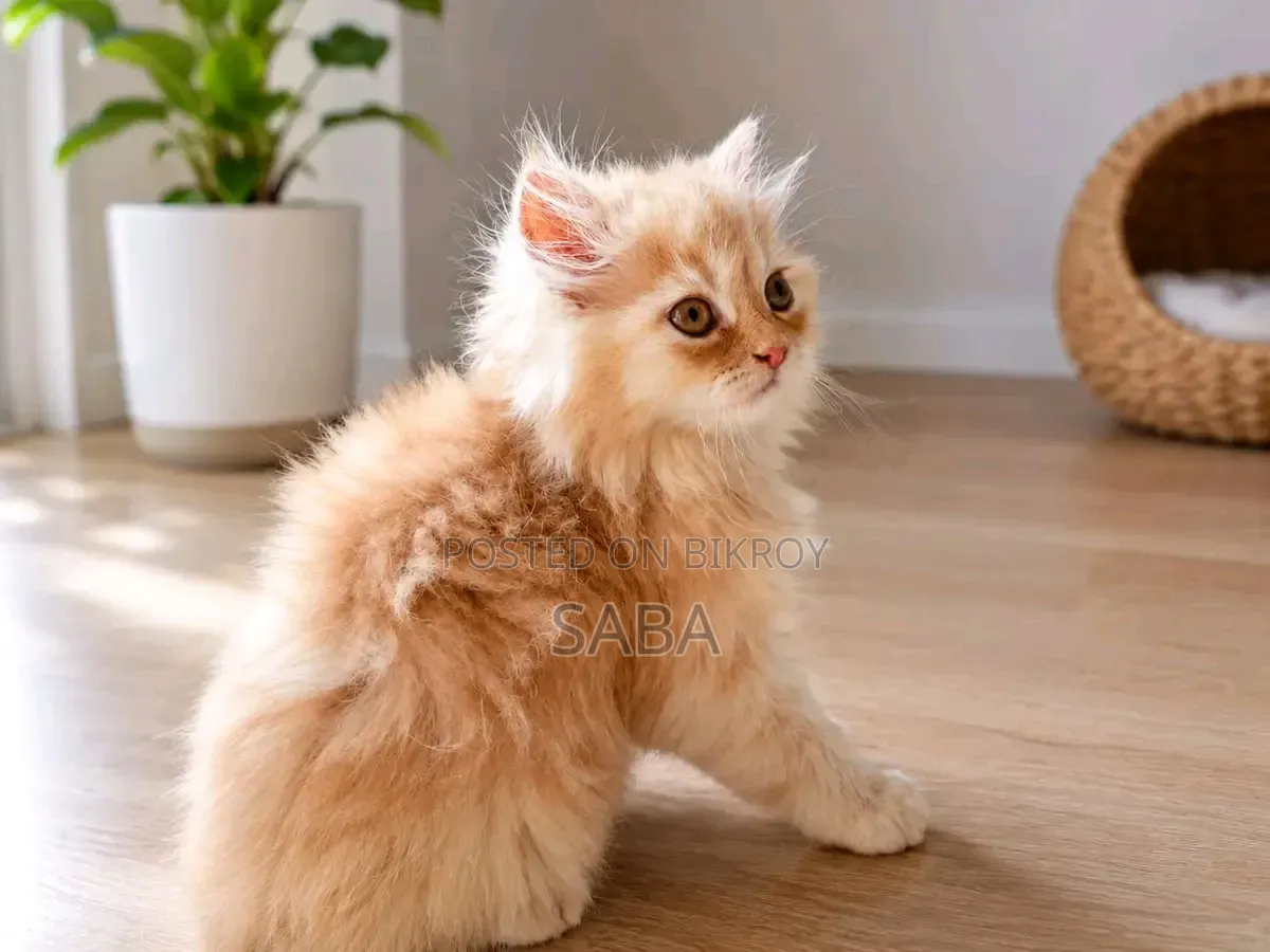 1-3 Months Female Purebred Persian