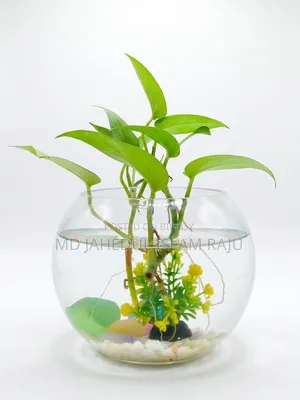 Plant Tree