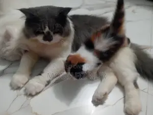 1-3 Months Male Purebred Persian