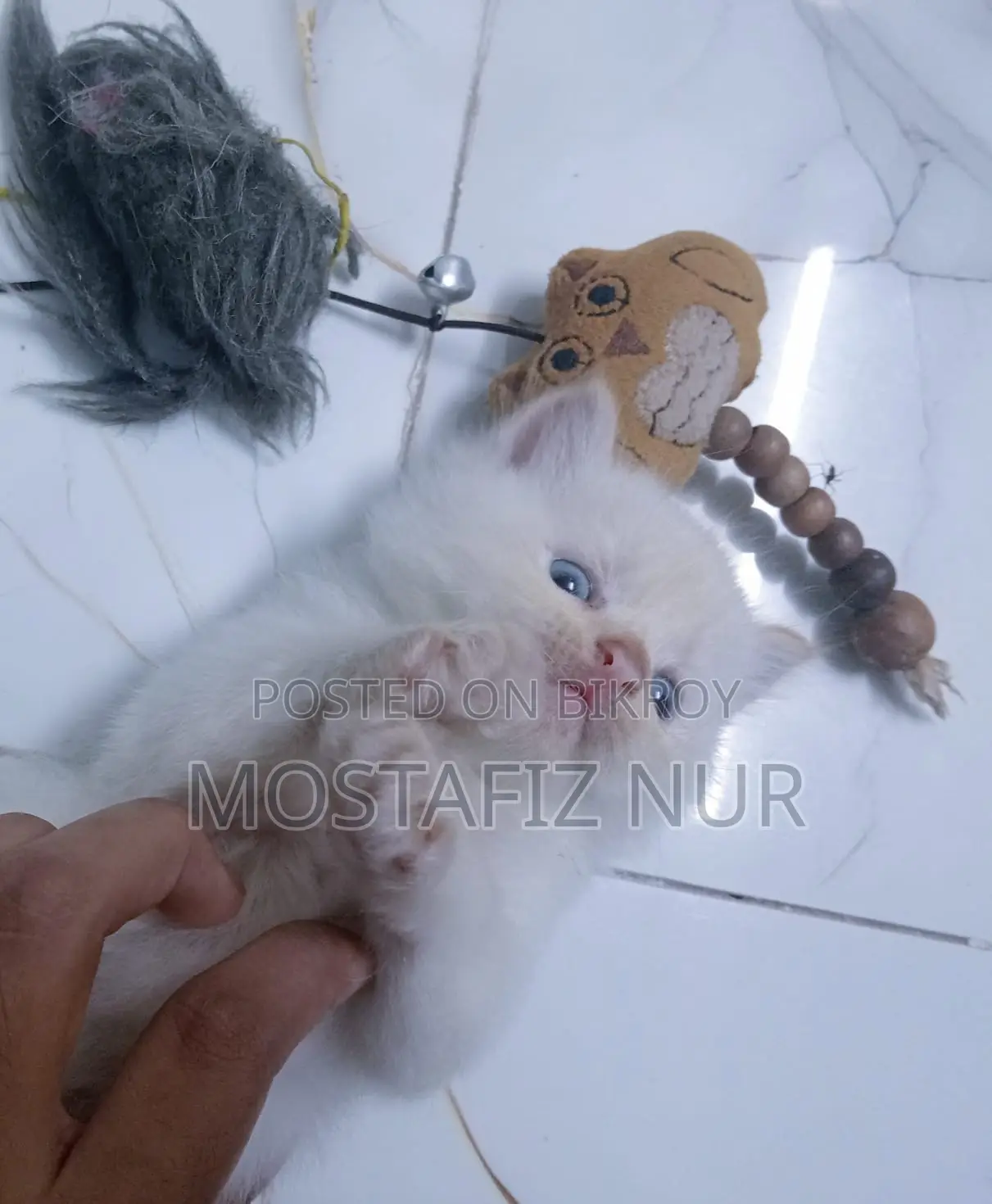 1-3 Months Male Purebred Persian