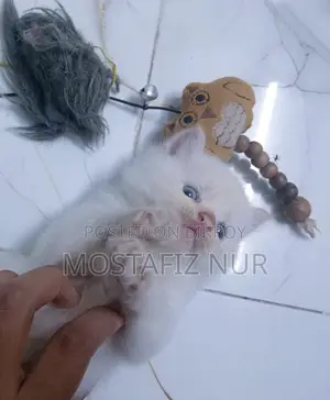 1-3 Months Male Purebred Persian