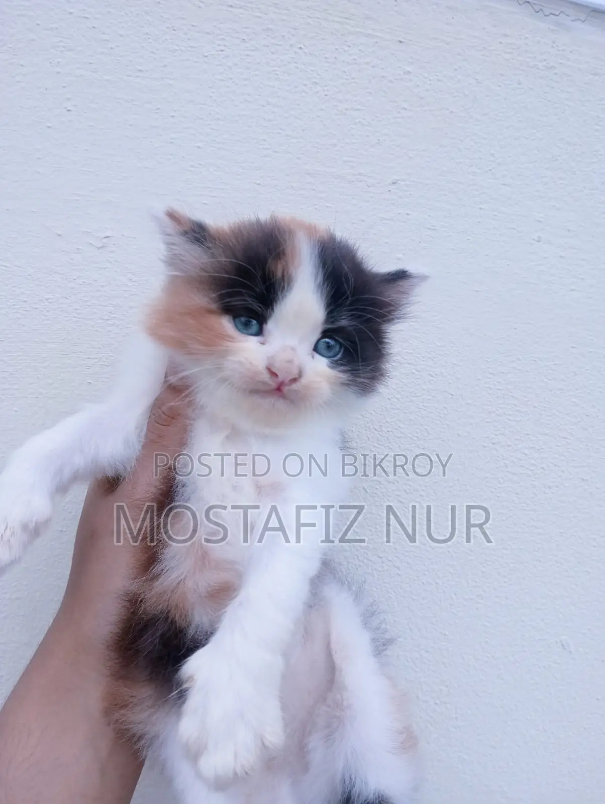 1-3 Months Male Purebred Persian