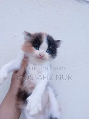1-3 Months Male Purebred Persian