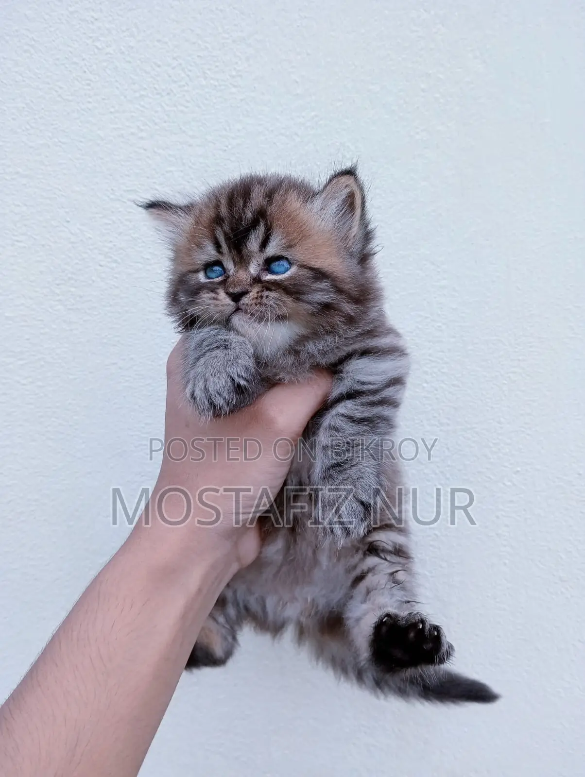 1-3 Months Male Purebred Persian