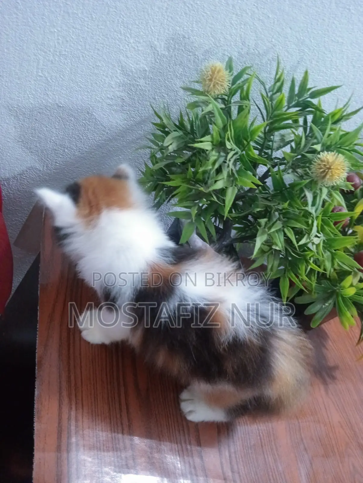 1-3 Months Male Purebred Persian