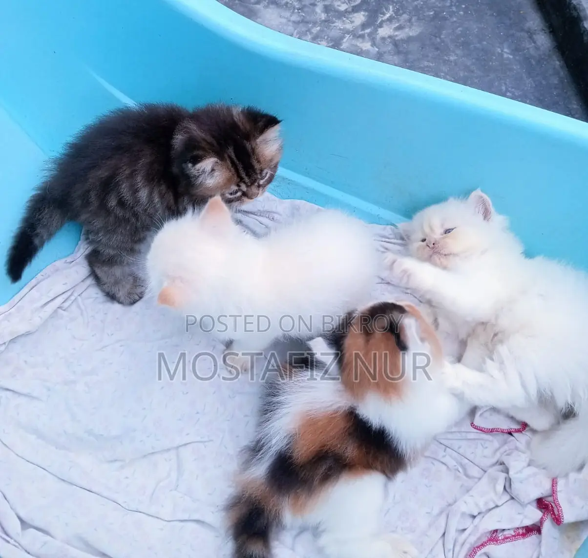 1-3 Months Male Purebred Persian