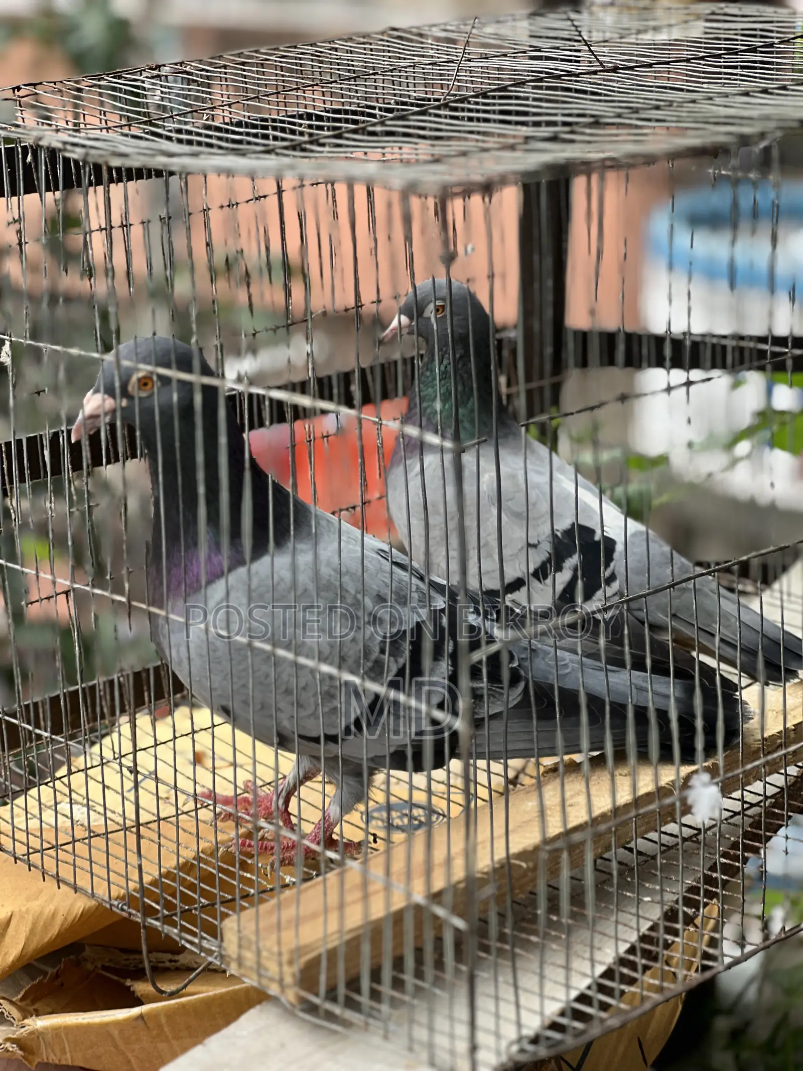 Big Size Vegetable Color Magpie Running Pair Egg-Chick Guarantee