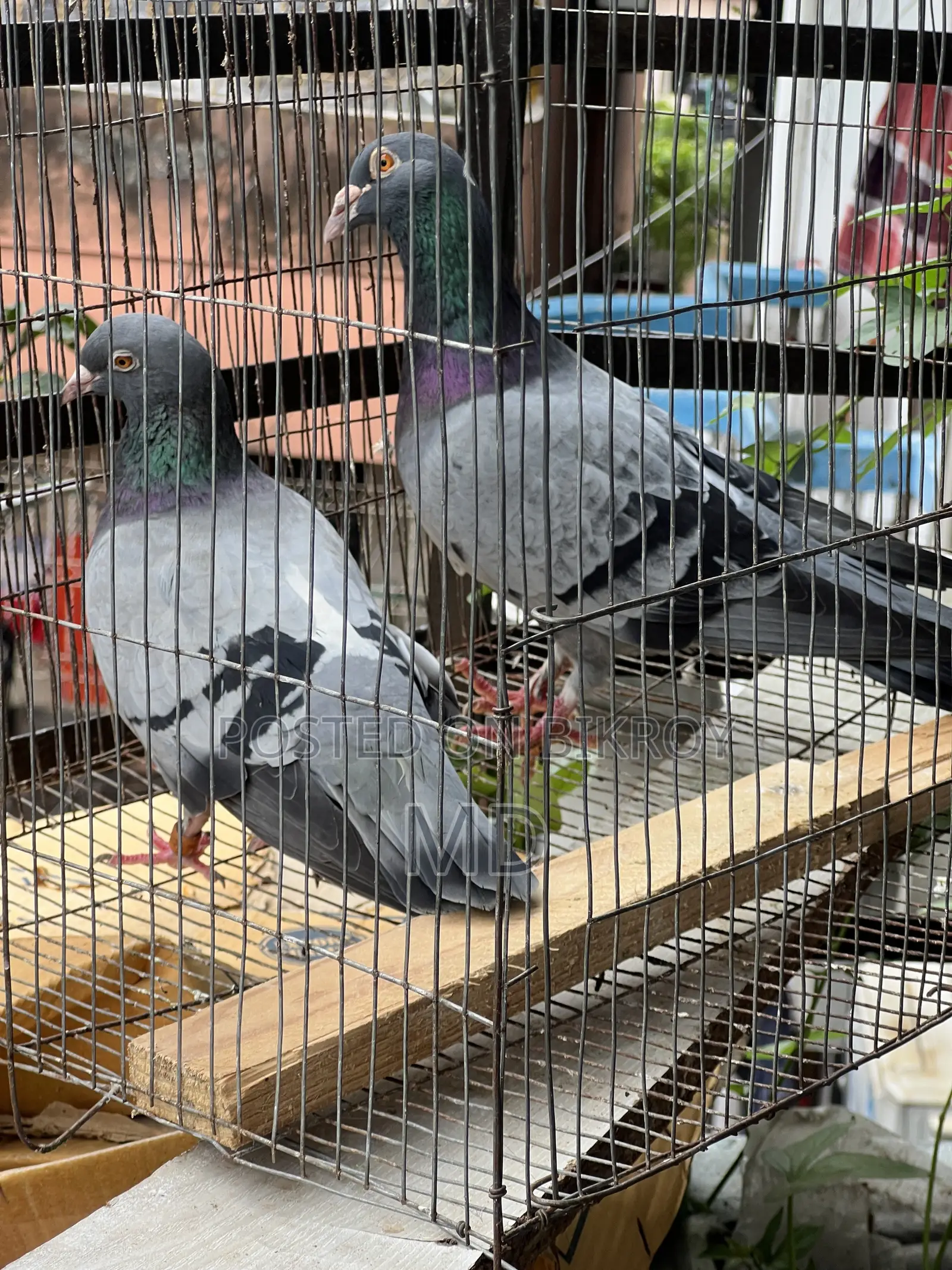 Big Size Vegetable Color Magpie Running Pair Egg-Chick Guarantee