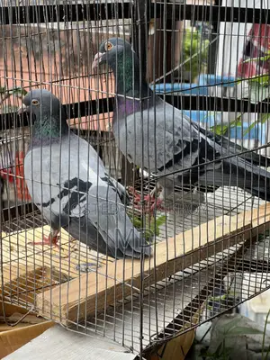 Big Size Vegetable Color Magpie Running Pair Egg-Chick Guarantee