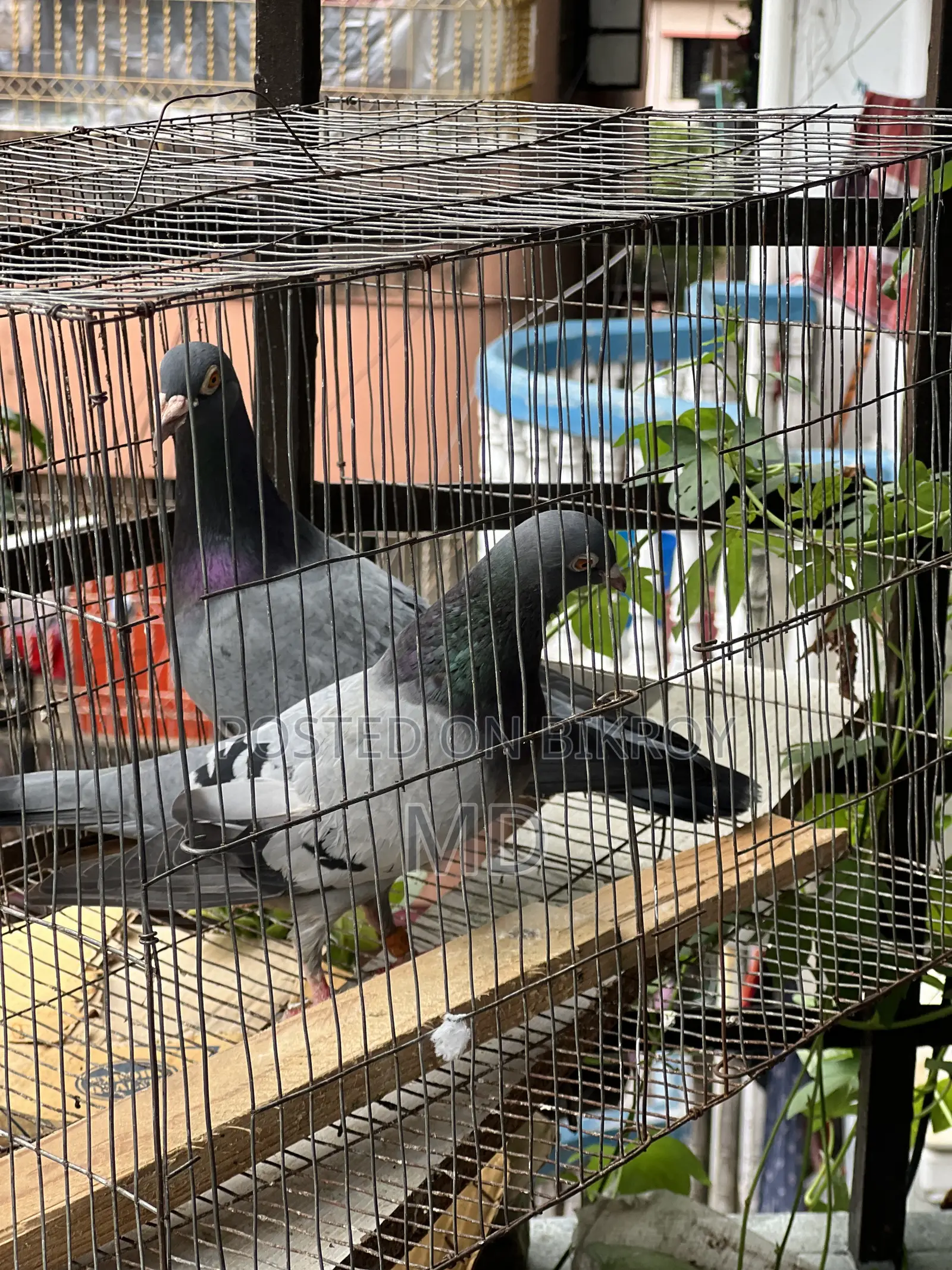Big Size Vegetable Color Magpie Running Pair Egg-Chick Guarantee