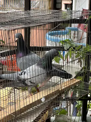 Big Size Vegetable Color Magpie Running Pair Egg-Chick Guarantee