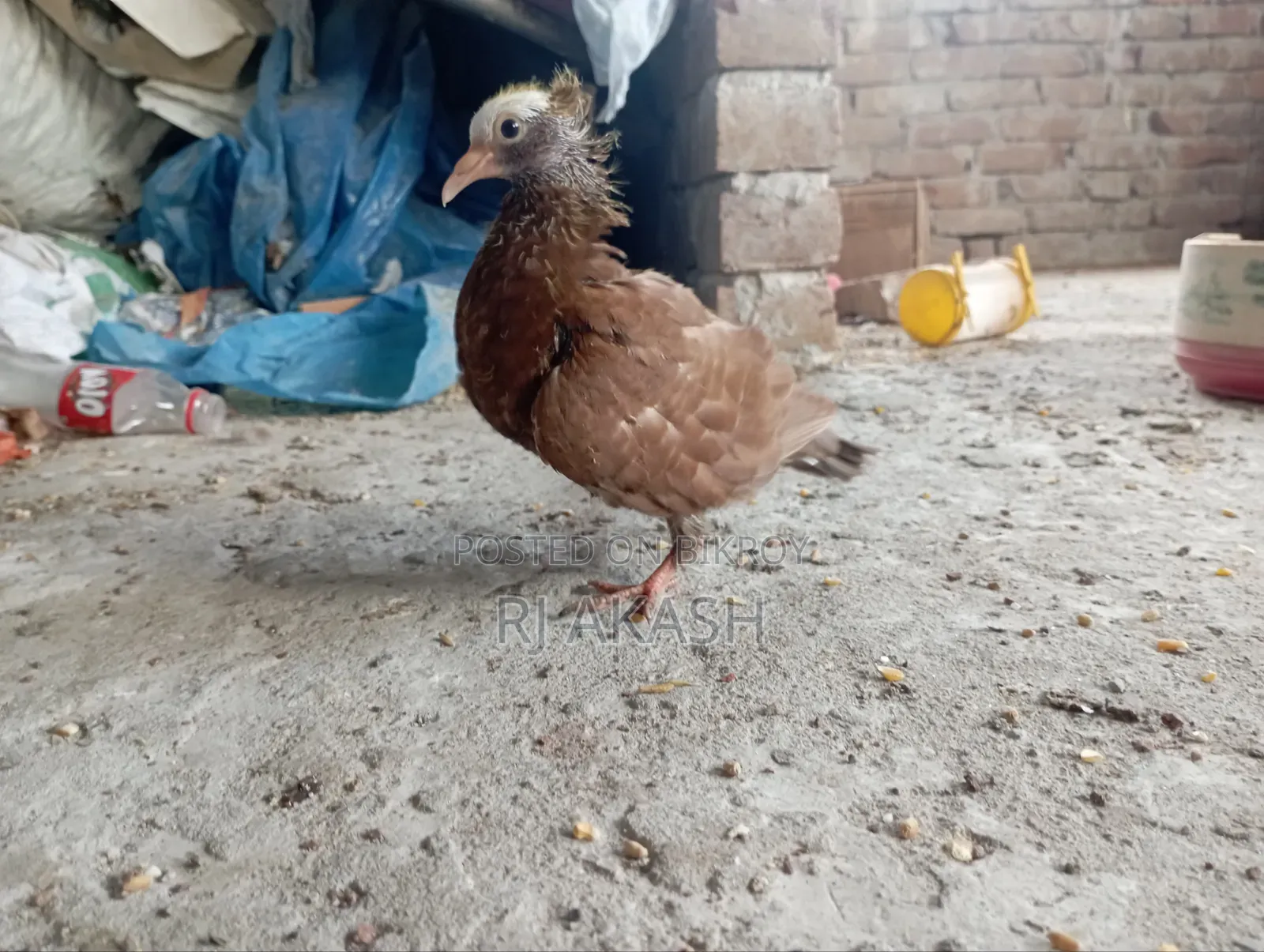 মুখী কবুতরের বাচ্চা। (আকা আকা খায়)