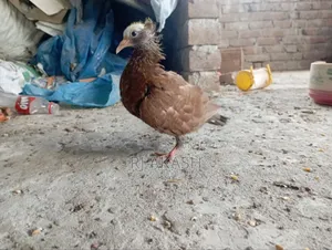 মুখী কবুতরের বাচ্চা। (আকা আকা খায়)