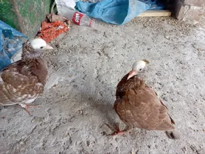মুখী কবুতরের বাচ্চা। (আকা আকা খায়)