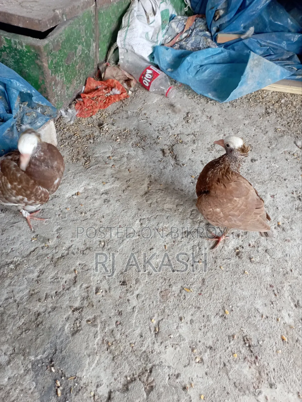 মুখী কবুতরের বাচ্চা। (আকা আকা খায়)