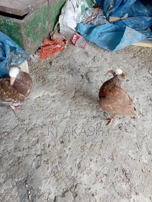 মুখী কবুতরের বাচ্চা। (আকা আকা খায়)