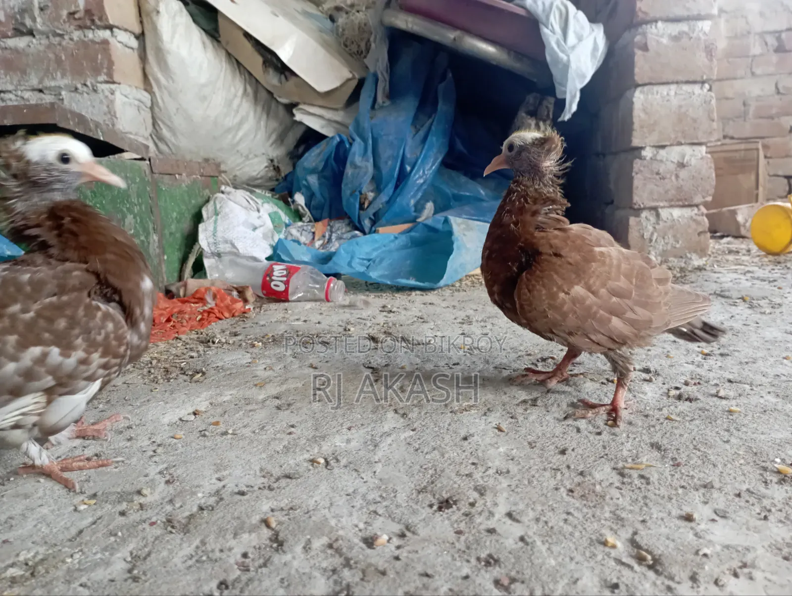 মুখী কবুতরের বাচ্চা। (আকা আকা খায়)