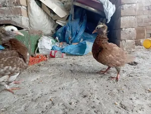 মুখী কবুতরের বাচ্চা। (আকা আকা খায়)