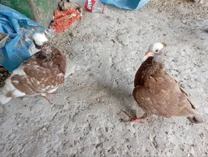 মুখী কবুতরের বাচ্চা। (আকা আকা খায়)