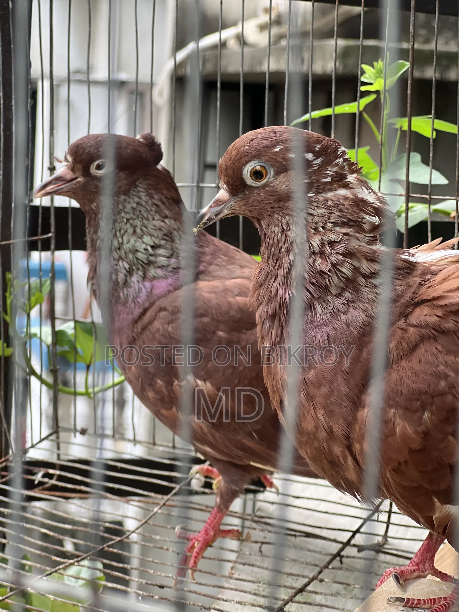 Bashi Raj Coca Pigeon
