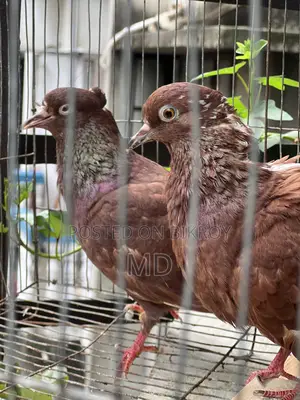 Bashi Raj Coca Pigeon