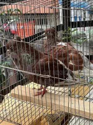 Bashi Raj Coca Pigeon