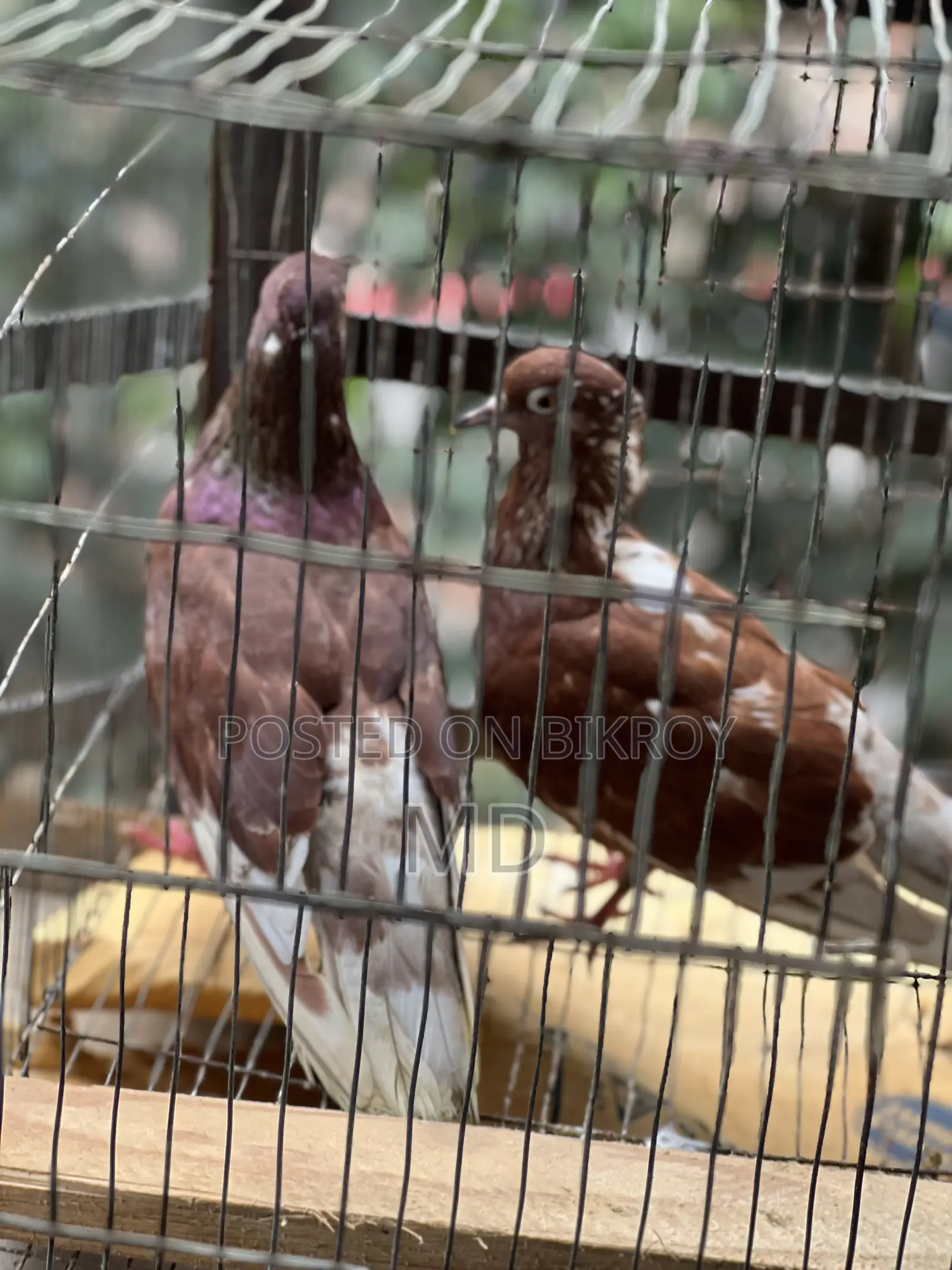Bashi Raj Coca Pigeon