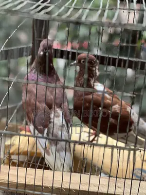 Bashi Raj Coca Pigeon