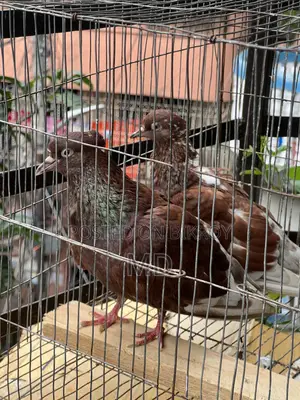 Bashi Raj Coca Pigeon