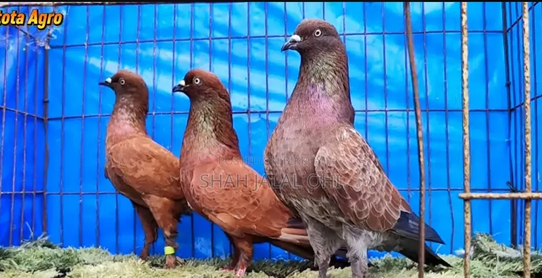 অনলাইনে কবুতর অর্ডার নেওয়া হয়