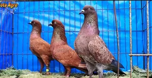 অনলাইনে কবুতর অর্ডার নেওয়া হয়
