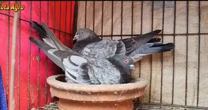অনলাইনে কবুতর অর্ডার নেওয়া হয়