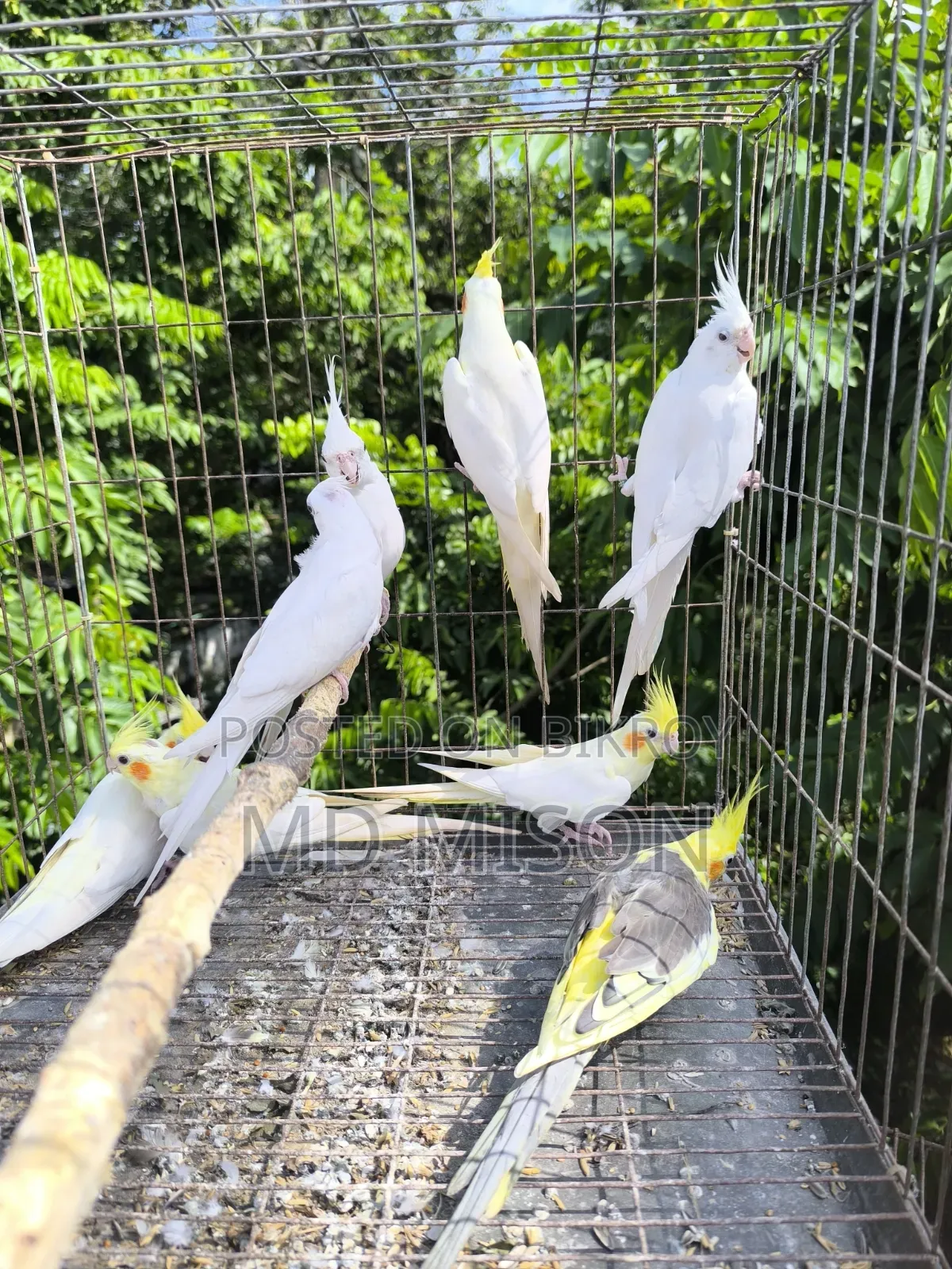 8 Pieces Running High-Quality Cockatiel Birds For Sale