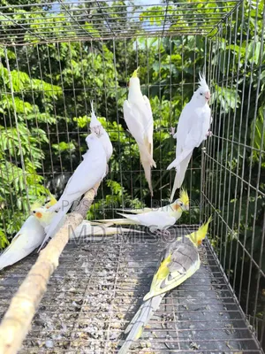 ৮ পিস রানিং হাই কোয়ালিটি ককাটেল পাখি বিক্রিয়া করা হবে