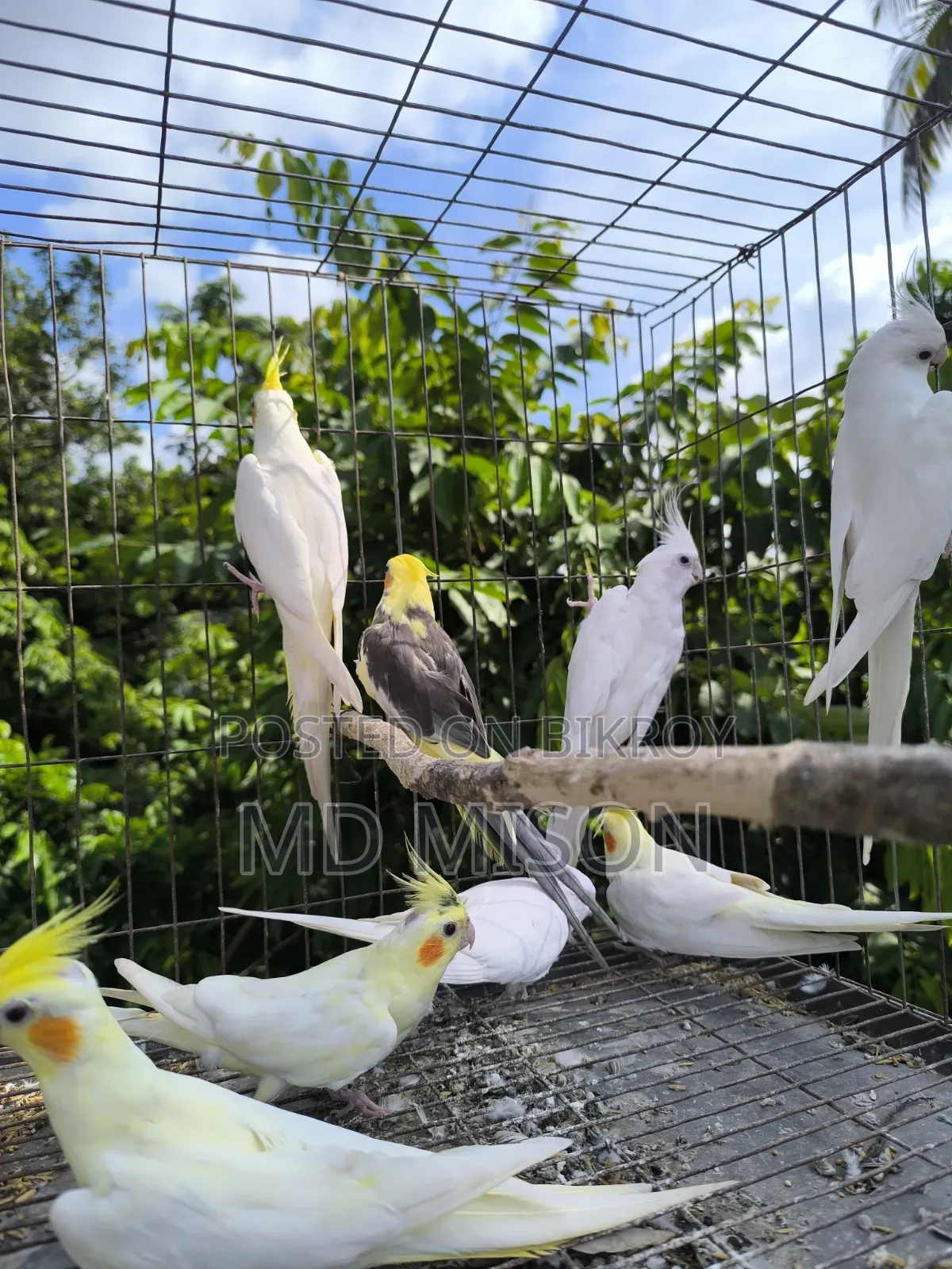 8 Pieces Running High-Quality Cockatiel Birds For Sale