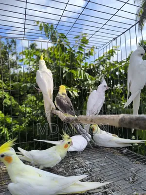 8 Pieces Running High-Quality Cockatiel Birds For Sale