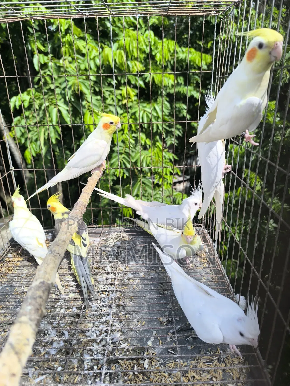 8 Pieces Running High-Quality Cockatiel Birds For Sale
