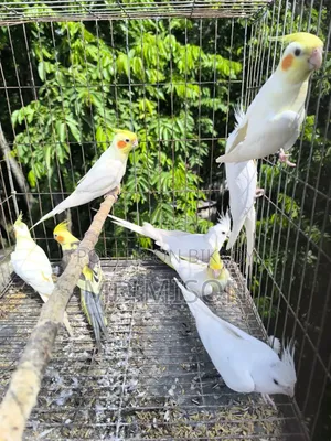 8 Pieces Running High-Quality Cockatiel Birds For Sale