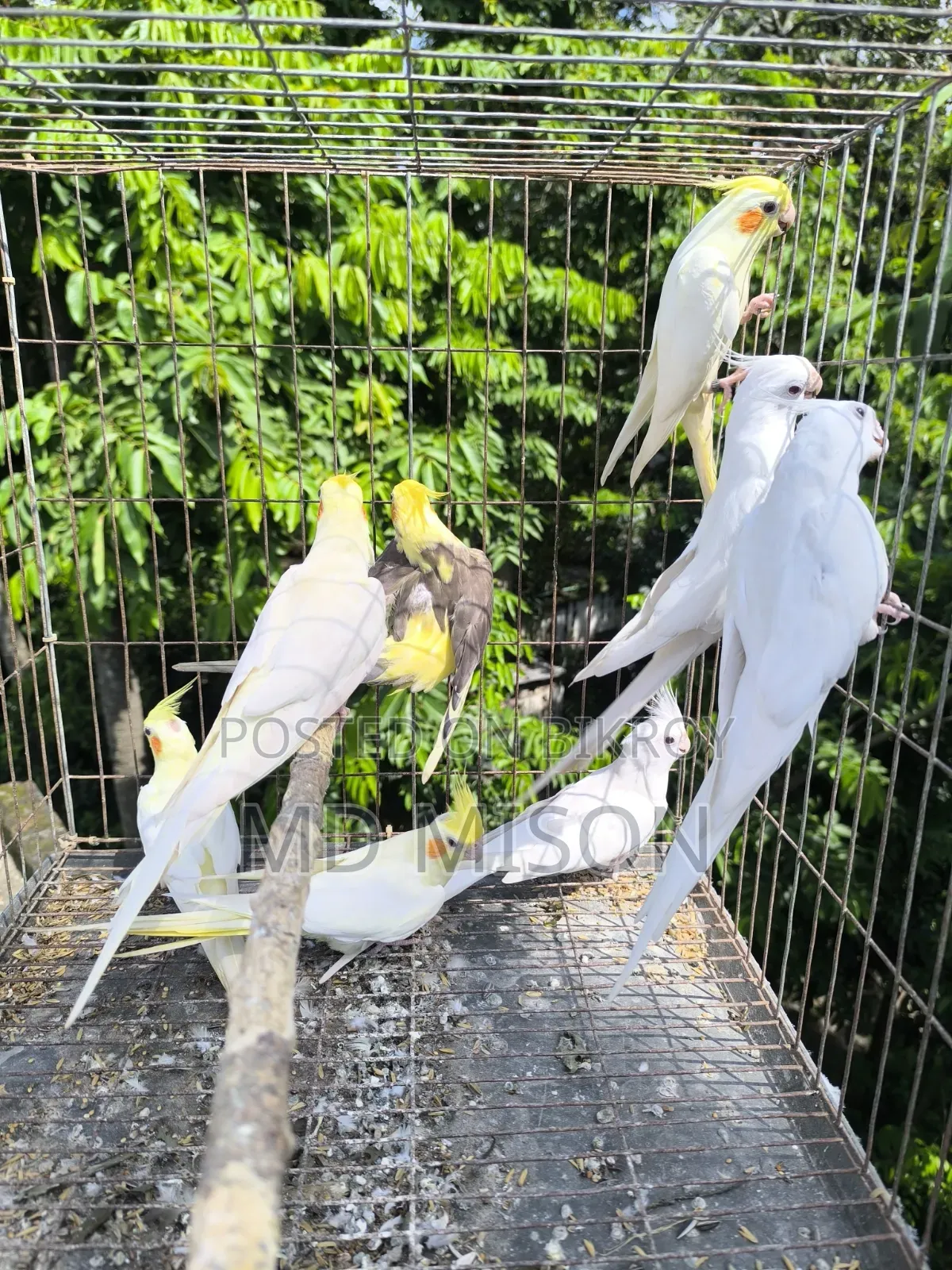8 Pieces Running High-Quality Cockatiel Birds For Sale